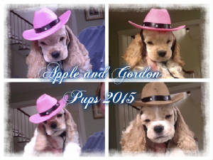 Applepupspizap.com14440762746461.jpg